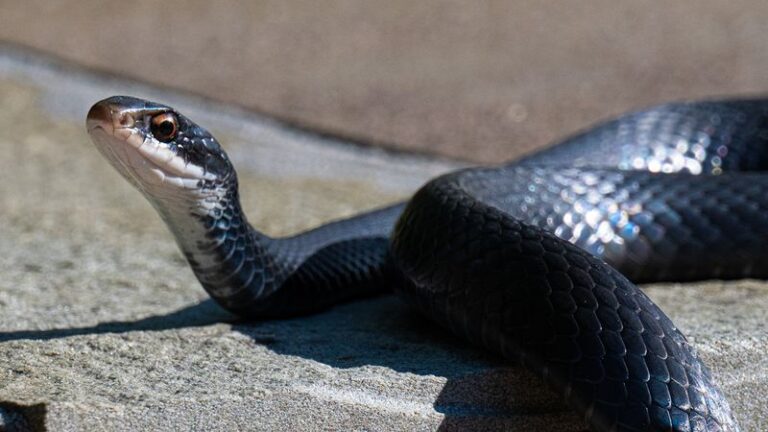 What It Really Means When a Dark Snake That Might Be a Racer Keeps Showing Up Near Your North Carolina Garden Beds