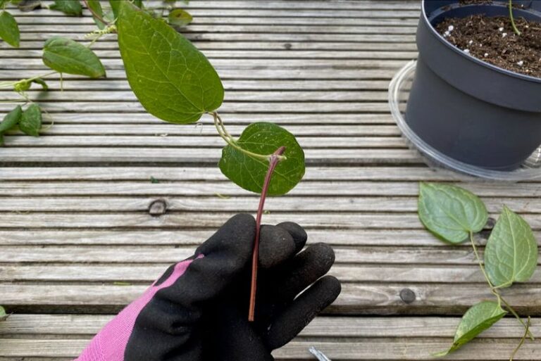 Don’t Toss Those Clematis Trimmings – 8 Easy Steps Turn Them Into Free New Vines