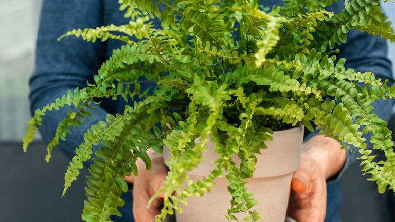 Bringing Your Boston Fern Inside For Winter? A Quick Rinse Can Help Keep Porch Pests Outside