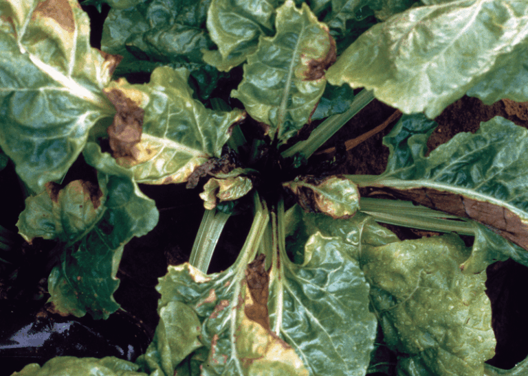 Growing Beets And Only Getting Tiny Roots? 15 Fixes For Big, Sweet Beets Next Season