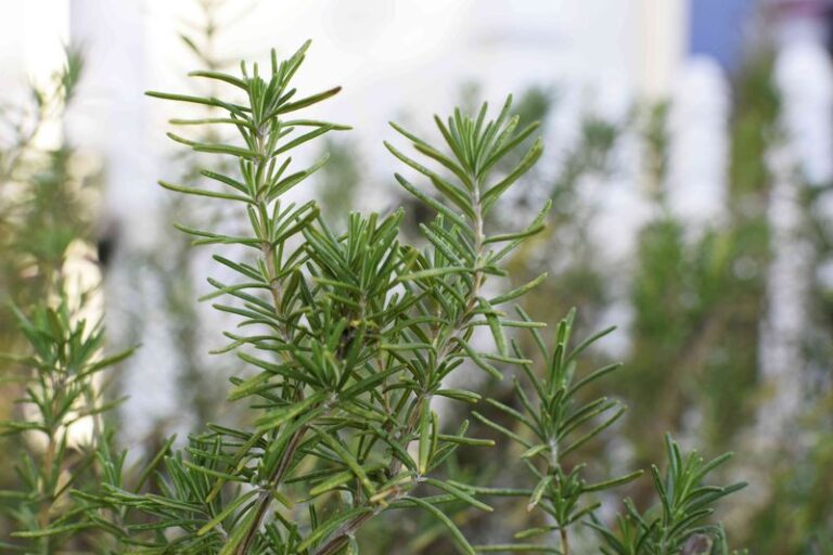 Rosemary Near Your Door: What It Can Do for Deer, Pollinators, and Water Bills, and What It Can’t