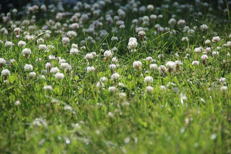 Clover Popping Up In Your Lawn May Feed Your Grass Over Time, So Think Before You Pull It