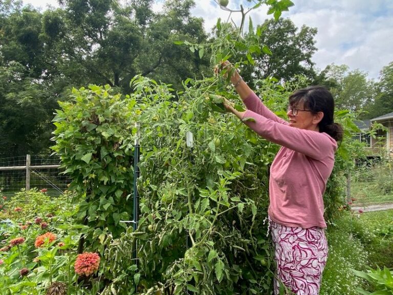 Topping Indeterminate Tomato Plants Before Frost: A Possible Late-Season Aid for Your Last Green Fruits