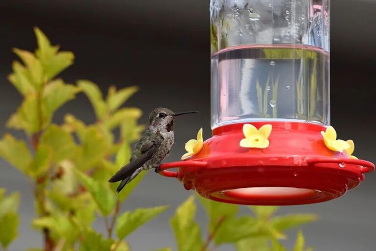 Hummingbirds Gone For The Season? Here’s How To Clean And Store Your Feeder So It’s Ready In Spring