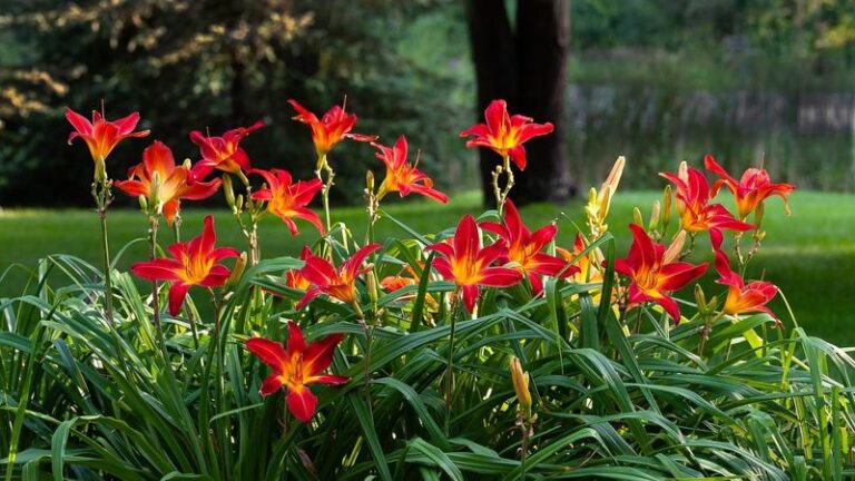 17 Perennials That Fill An Empty Bed In A Single Season (Plant Them This Fall For Next Summer)