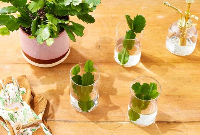 A Healthy Broken Christmas Cactus Piece Can Be Rooted Into a New Plant in Your North Carolina Home