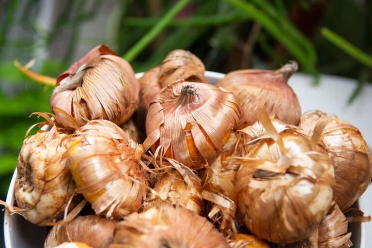 Overwintering Your Tender Bulbs Indoors? These 13 Get Stored Dry In A Paper Bag Until Spring
