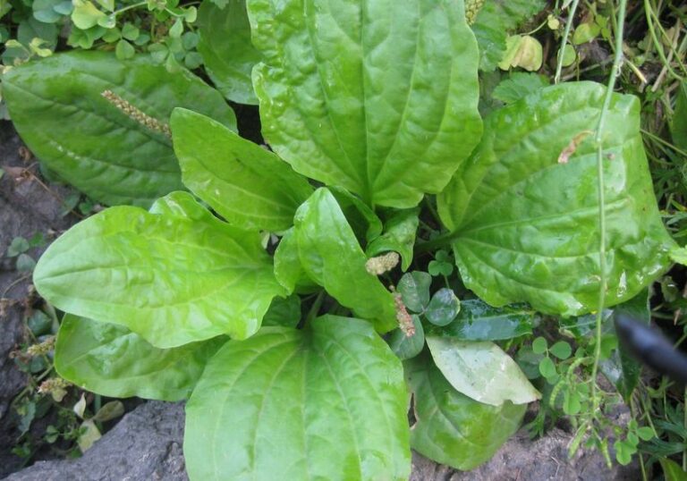 That Low Plant in Your Sidewalk Cracks May Be Plantain, and Its Story Is Worth Knowing