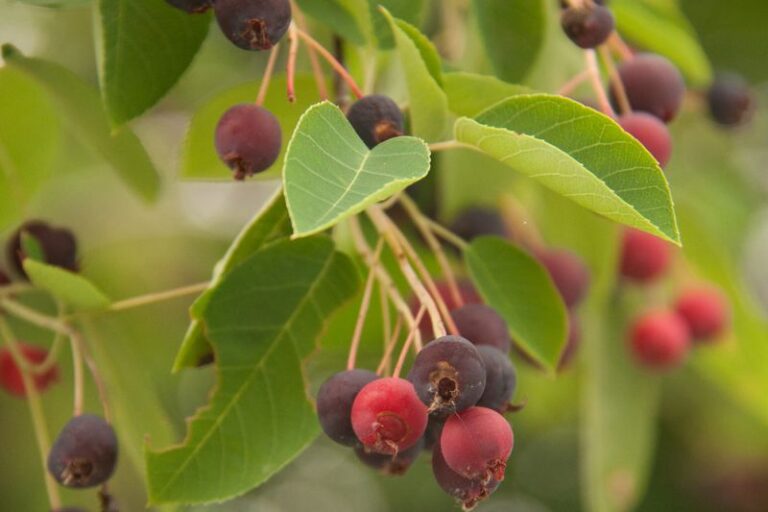 The Old Fashioned Shrubs Grandma Planted Around North Carolina Porches Still Feed Birds All Winter