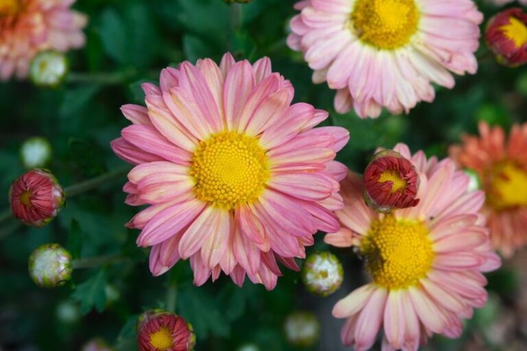 Before You Toss That Fading Mum, Know That 9 Varieties Come Back Bigger Every Year