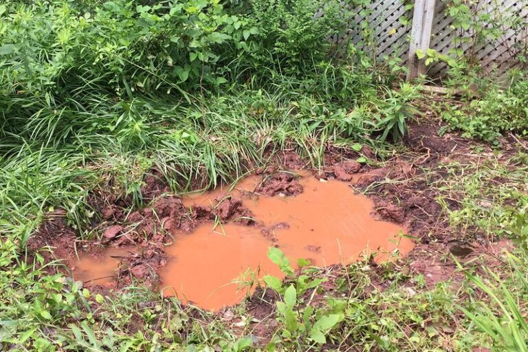 Why North Carolina Clay Still Holds Standing Water After Years Of Adding Compost