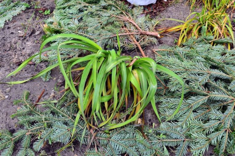 Your Daylilies Look Finished For The Year – 8 Easy Fall Jobs That Bring Back More Blooms Next Summer