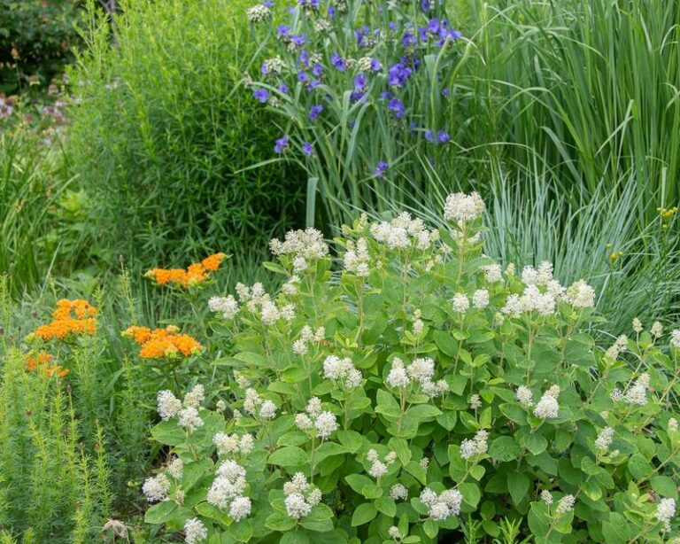 New Jersey Tea: A Promising North Carolina Native Shrub for Sunny Mailbox Sites