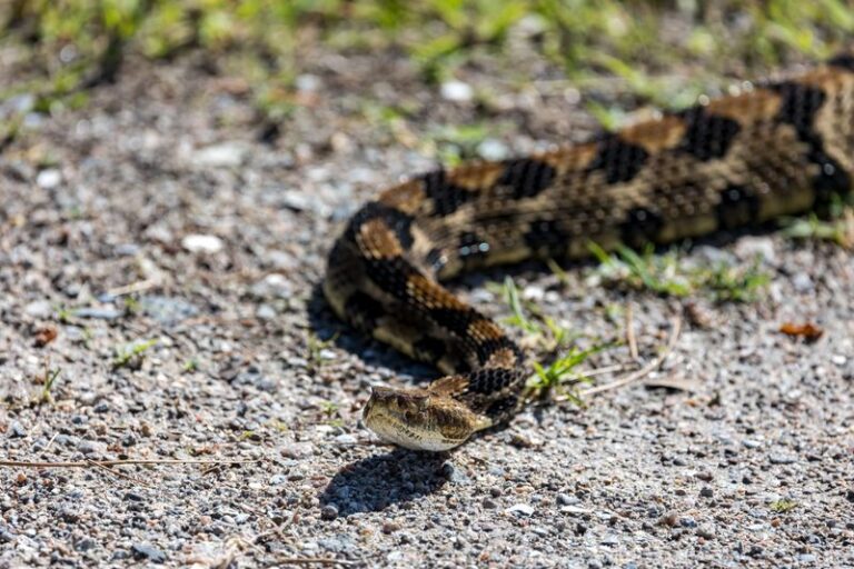 What It Really Means When A Timber Rattlesnake Shows Up Near Your North Carolina Woodland Yard