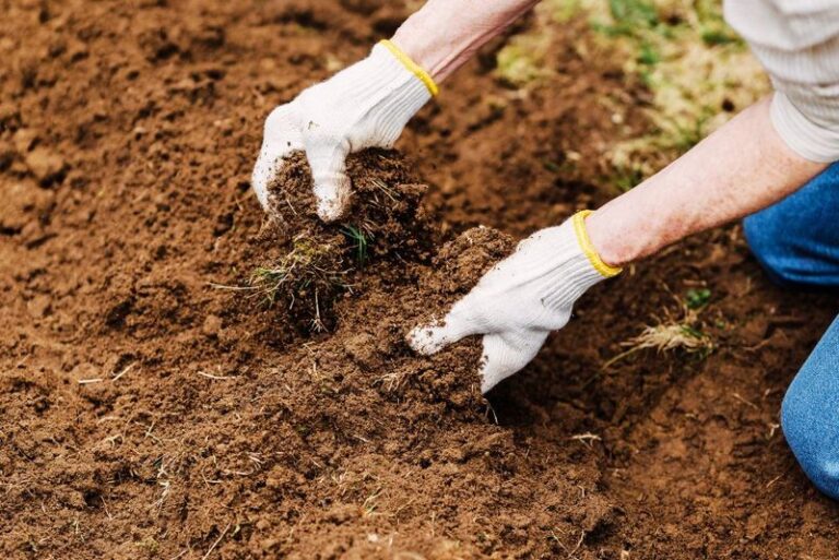 North Carolina Homeowners Planting Native Bulbs This Month Get Spring Pollinator Food Squirrels Never Dig Up