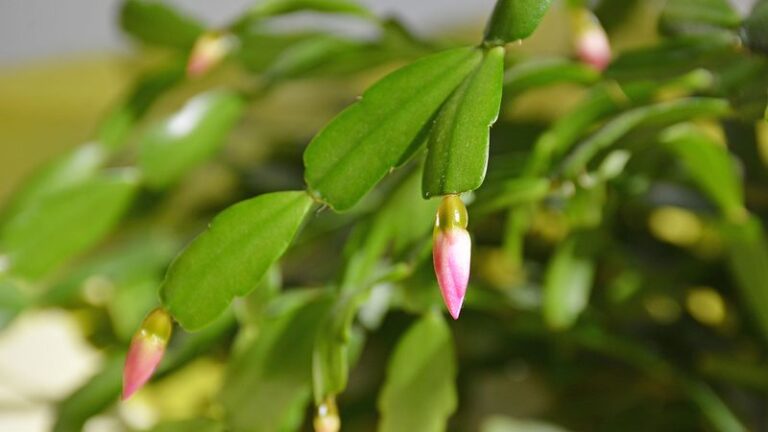 Your Christmas Cactus Needs These November Tweaks To Be Covered In Blooms By The Holidays