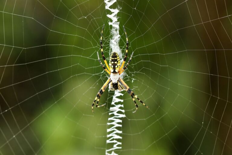 Spotting A Garden Spider Web Strung Across Your North Carolina Porch This Fall Is Actually Good News