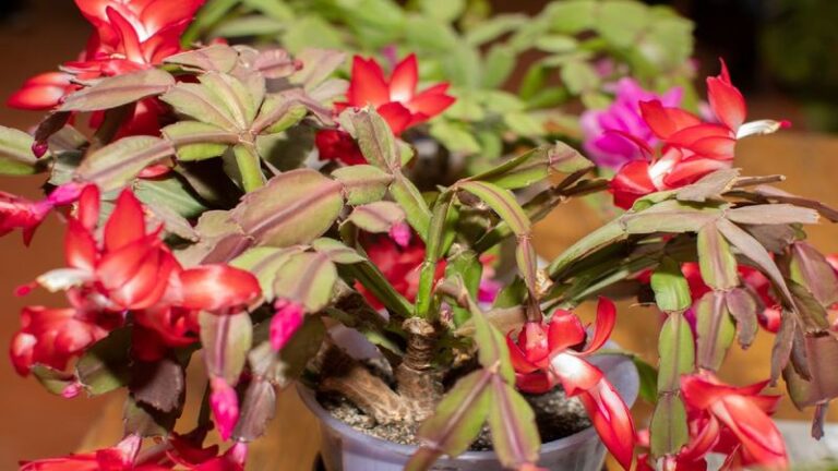 If Your Christmas Cactus Leaves Are Turning Red, Here’s What It’s Trying To Tell You Before Bloom Season