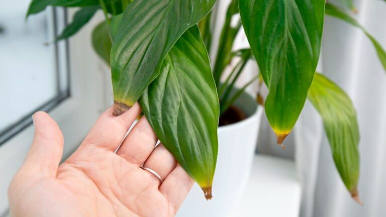 Could Your Tap Water Be Why Your Peace Lily’s Leaf Tips Are Turning Brown?