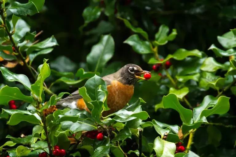 Can American Holly Give North Carolina Birds Winter Fruit for Decades?