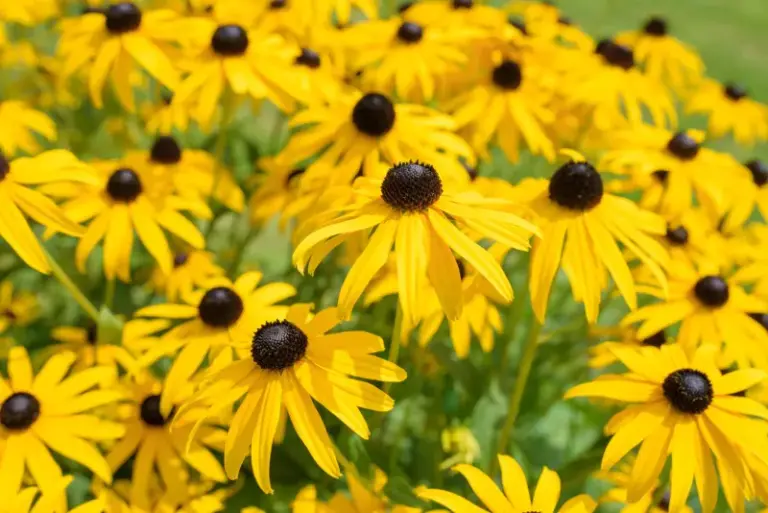 The North Carolina Perennials You Plant Once This Fall And Never Have To Buy Again