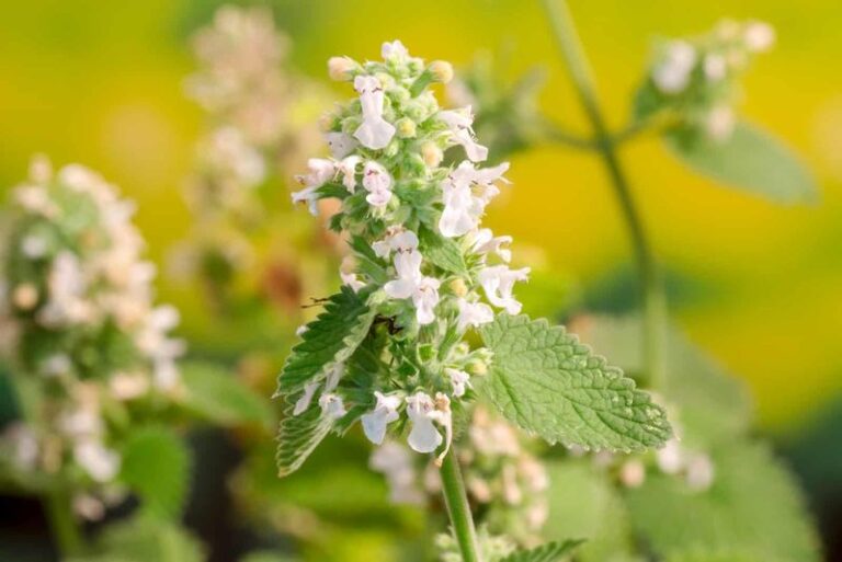 Can Catnip in Your Garden Really Help With Mosquitoes? What the Research Shows