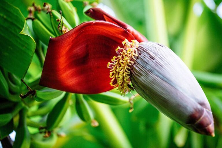 Is That Purple Banana Blossom Just Trash, or a Hidden Edible?