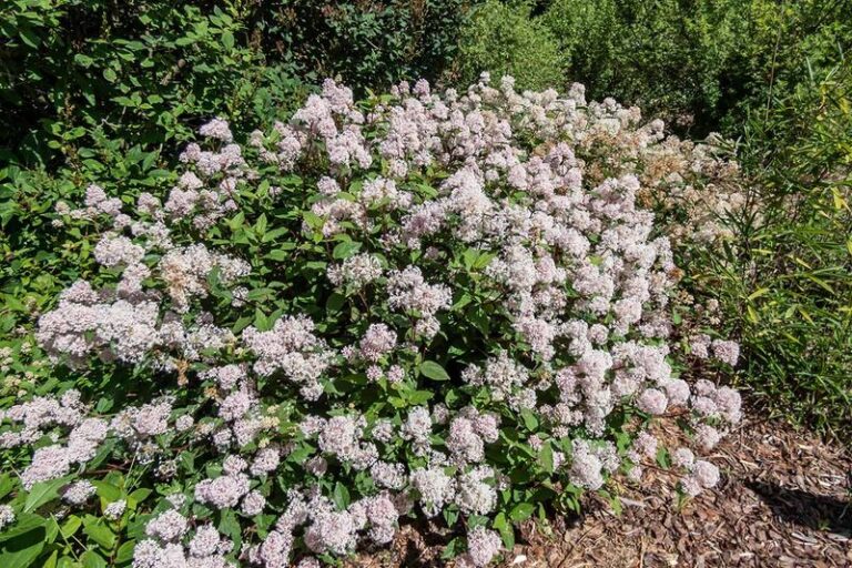 The North Carolina Native Shrub That Feeds Butterflies And Their Caterpillars Right Outside Your Window