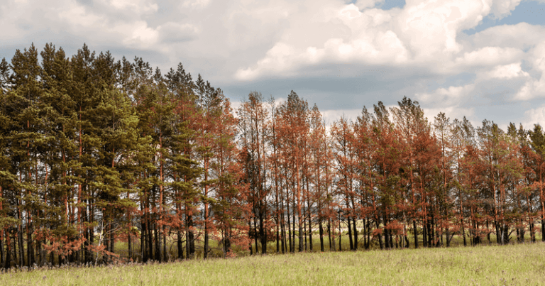 Why One Good Soaking Rain Won’t Undo This Fall’s Drought Damage To Your North Carolina Trees