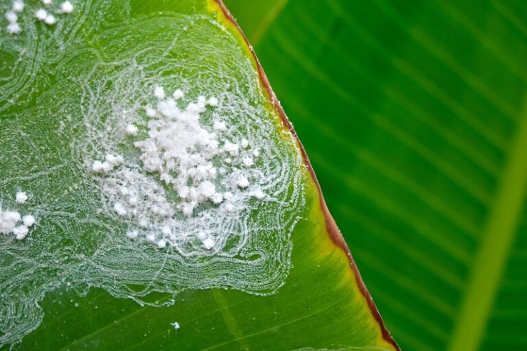 Tiny White Moths on Houseplants? They May Be Whiteflies, and Here Is When Watering Matters