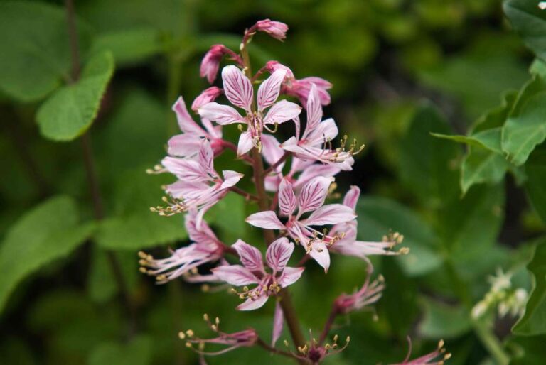 13 Perennials That Look Better Every Single Year You Leave Them Alone
