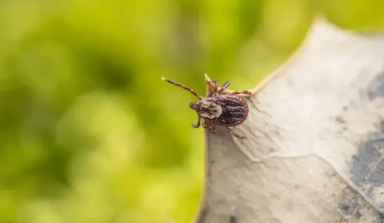 Most North Carolina Tick Problems Start In The Leaf Litter Along Your Woods Edge, And Late Fall Is When To Fix It
