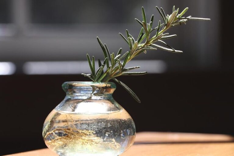 Rosemary Cuttings In Water: An Optional Frost Precaution That May Give You Free Indoor Plants