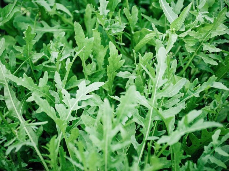 Your Garden Isn’t Done Yet – 13 Crops You Can Still Plant This October For An Early Spring Harvest