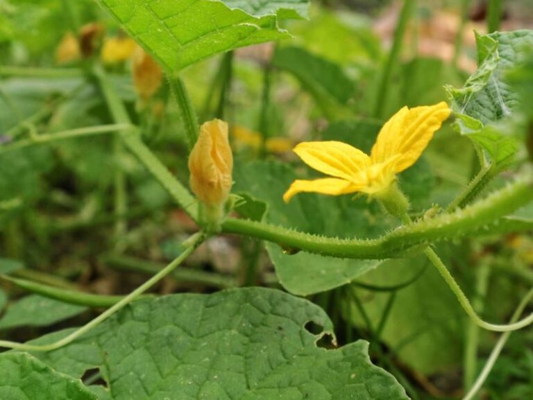 Your Cucumber Vines Were Covered In Flowers But Gave You No Cucumbers – 7 Reasons Why (Fix Them Before Next Spring)