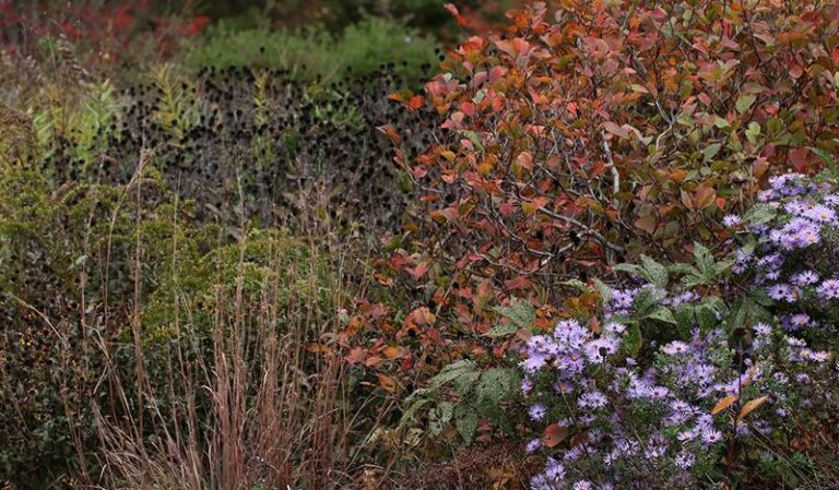 Hold Off On Cutting Back Your North Carolina Perennial Beds Until After The Deep Winter Freezes