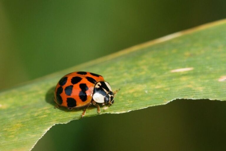 How to Identify and Manage Likely Asian Lady Beetles Clustering on Your North Carolina Home