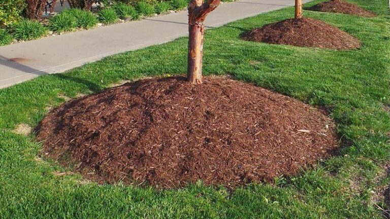 Why You Should Never Pile Mulch Against Your North Carolina Tree Trunks Before Winter Sets In