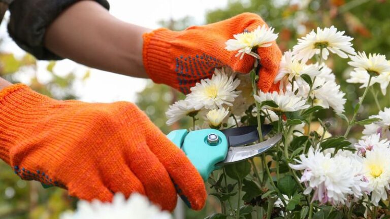 Your Mums Keep Blooming Weeks Longer When You Stop Making These 13 Common Mistakes