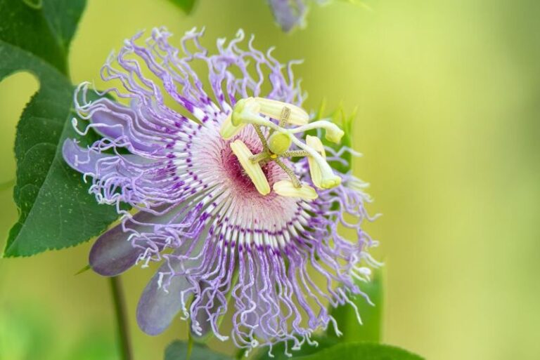 15 Flowering Vines You Plant Once That Hummingbirds Come Back To Every Single Summer