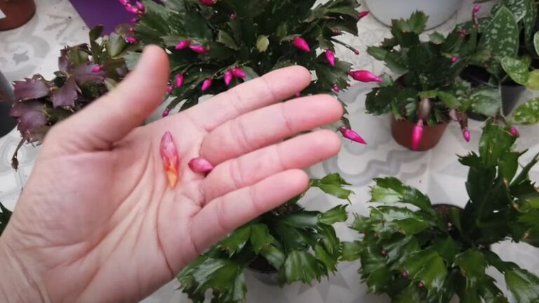 That Christmas Cactus Dropping Its Buds Right Now Isn’t Dying – It Just Hates Where You Moved It