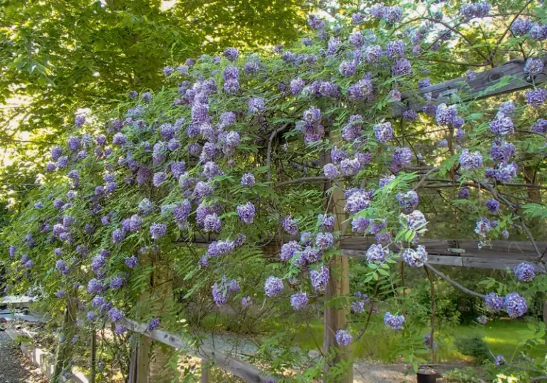 A North Carolina Native Vine That Drapes Your Pergola In Purple Blooms, Less Aggressive Than Chinese or Japanese Wisteria