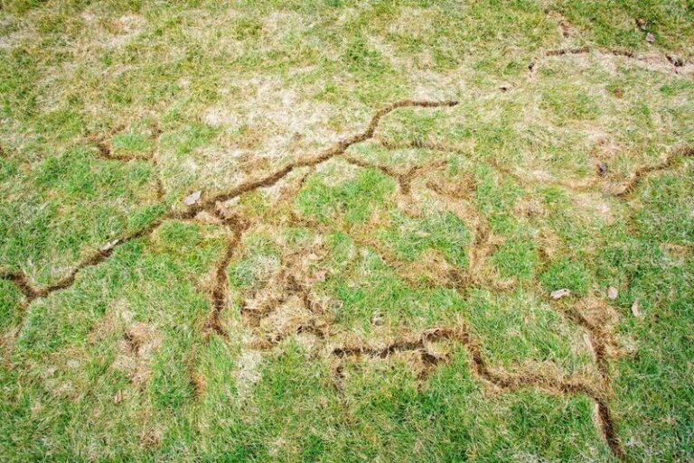 Winding Trails in Your Lawn May Point to Vole Activity Before Winter