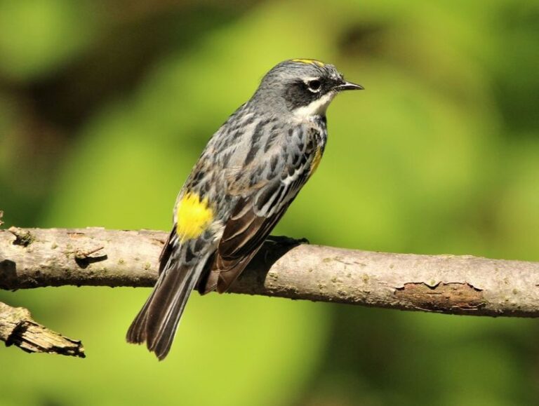 If These 17 Birds Keep Showing Up In Your Yard This Fall, Your Garden Is Doing Its Job