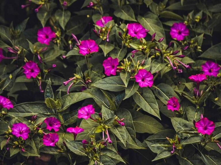 Garden Four-O’Clocks Typically Open at Dusk, and Their Visitors Are Easy to Overlook