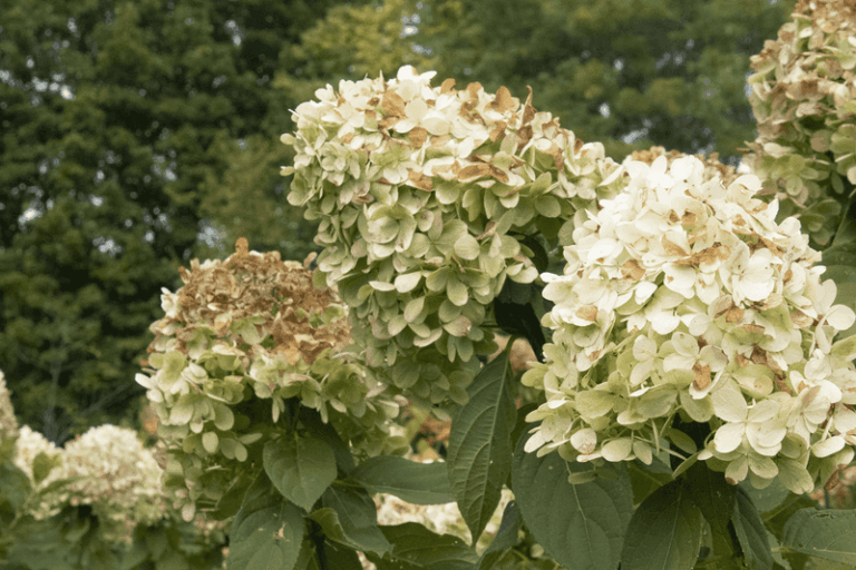 If Your Hydrangea Looks Worn Out This Fall, It May Be Normal: Here’s How to Check and Care for It