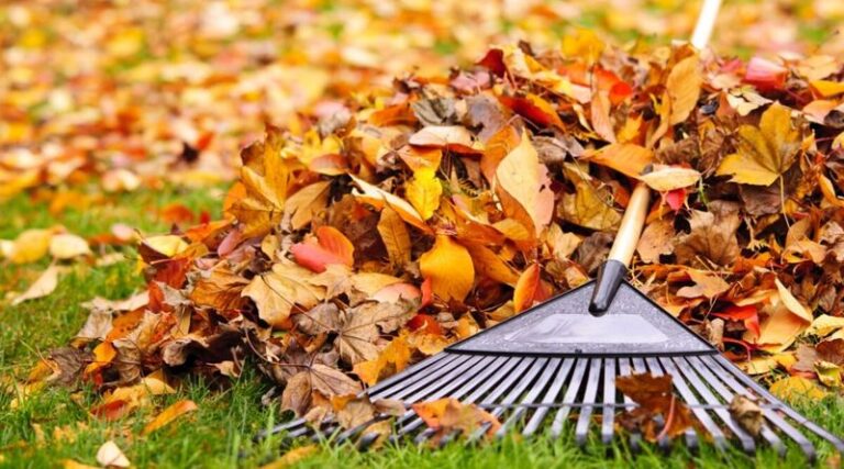 Voles Do Their Worst Damage Under The Snow – 9 Things To Do Before Winter To Protect Your Lawn And Shrubs