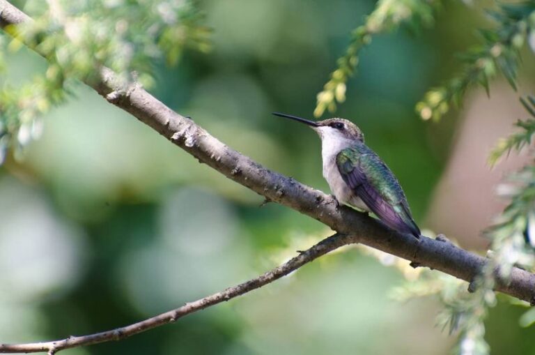 If Hummingbirds Skip Your Flowers And Head Next Door, Here Are 13 Yard Mistakes Sending Them Away