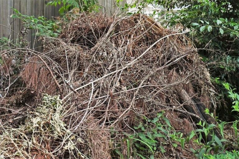 A Brush Pile Can Add Useful Shelter and Cover to Your North Carolina Yard in Winter
