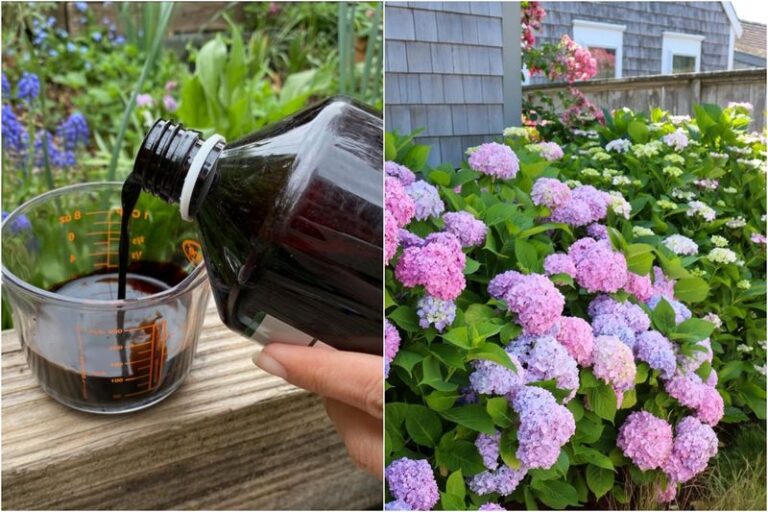 Your Hydrangeas Are Setting Next Summer’s Flowers Right Now – 5 October Jobs And 2 Mistakes That Cost You Blooms